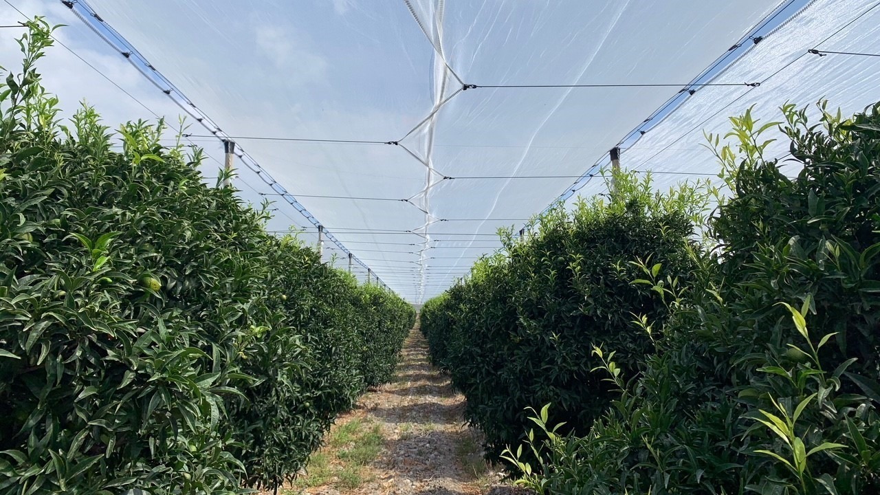 Arrigoni_LIBECCIO-50-TRANSPARENT_Agrumi 1|Arrigoni_LIBECCIO-50-TRANSPARENT_Agrumi